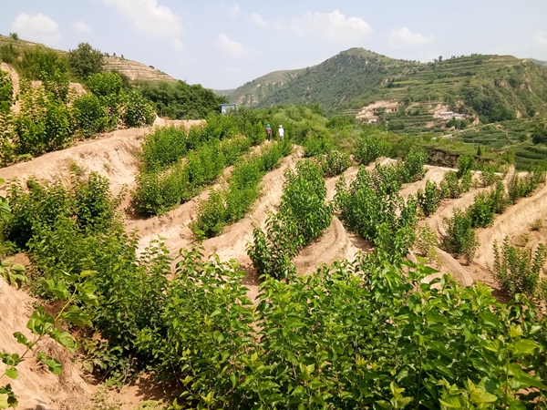 abdd84ca3b434885934fa6d09ae4439e.jpg 05 米脂生态桑试验园.jpg