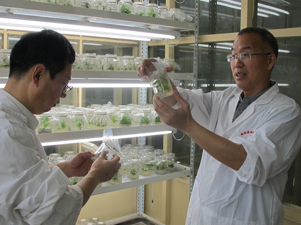 3b164a26e93c4fad9a0ed0e65040e28d.jpg 02 苏超和焦锋开展桑树组培实验.JPG