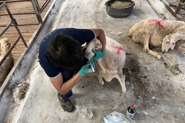 1d0da0273a0b4495b559e0199dc7dba6.jpg 图片一 队员葛览为羊只灌服胆汁酸.jpg